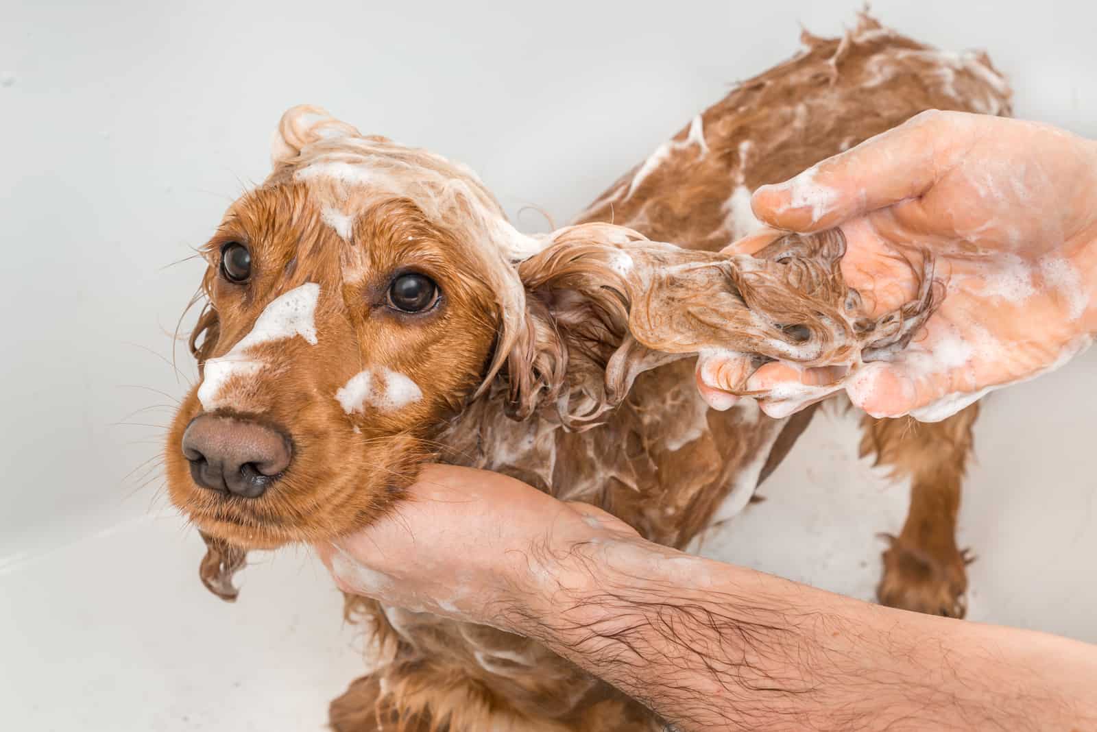 cocker spaniel dog taking a shower with shampoo