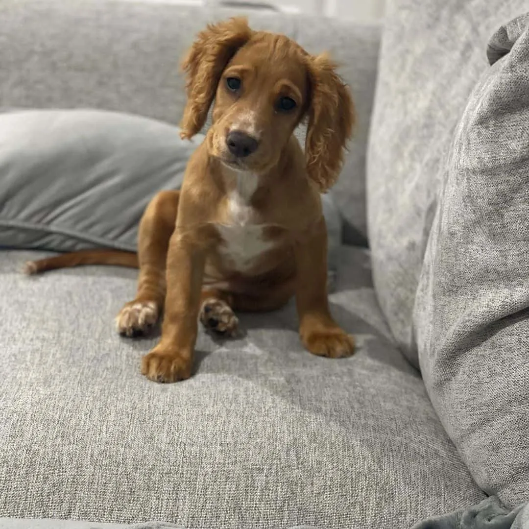 cocker spaniel puppy on the bed