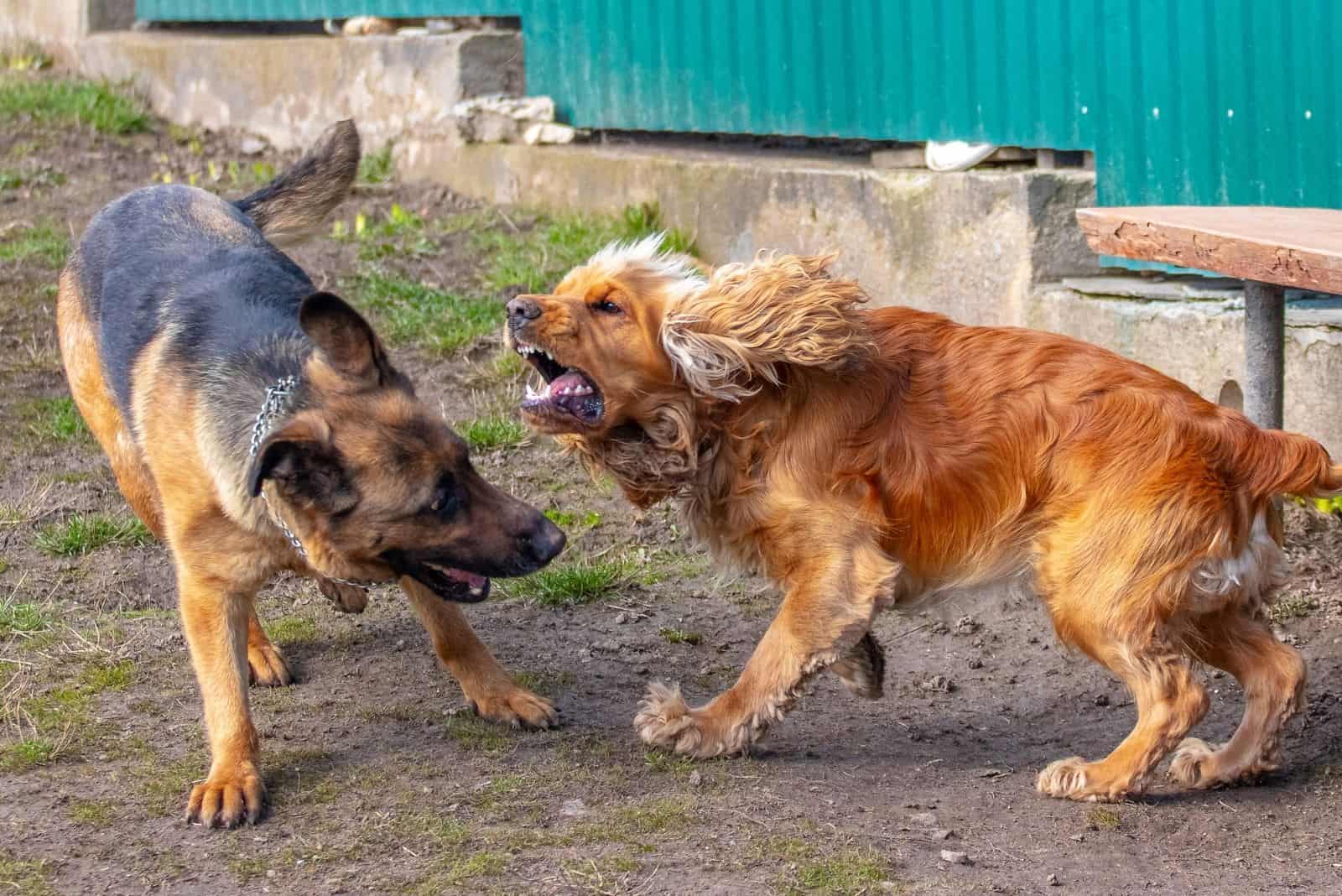conflict between two dogs german shepherd and cocker spaniel