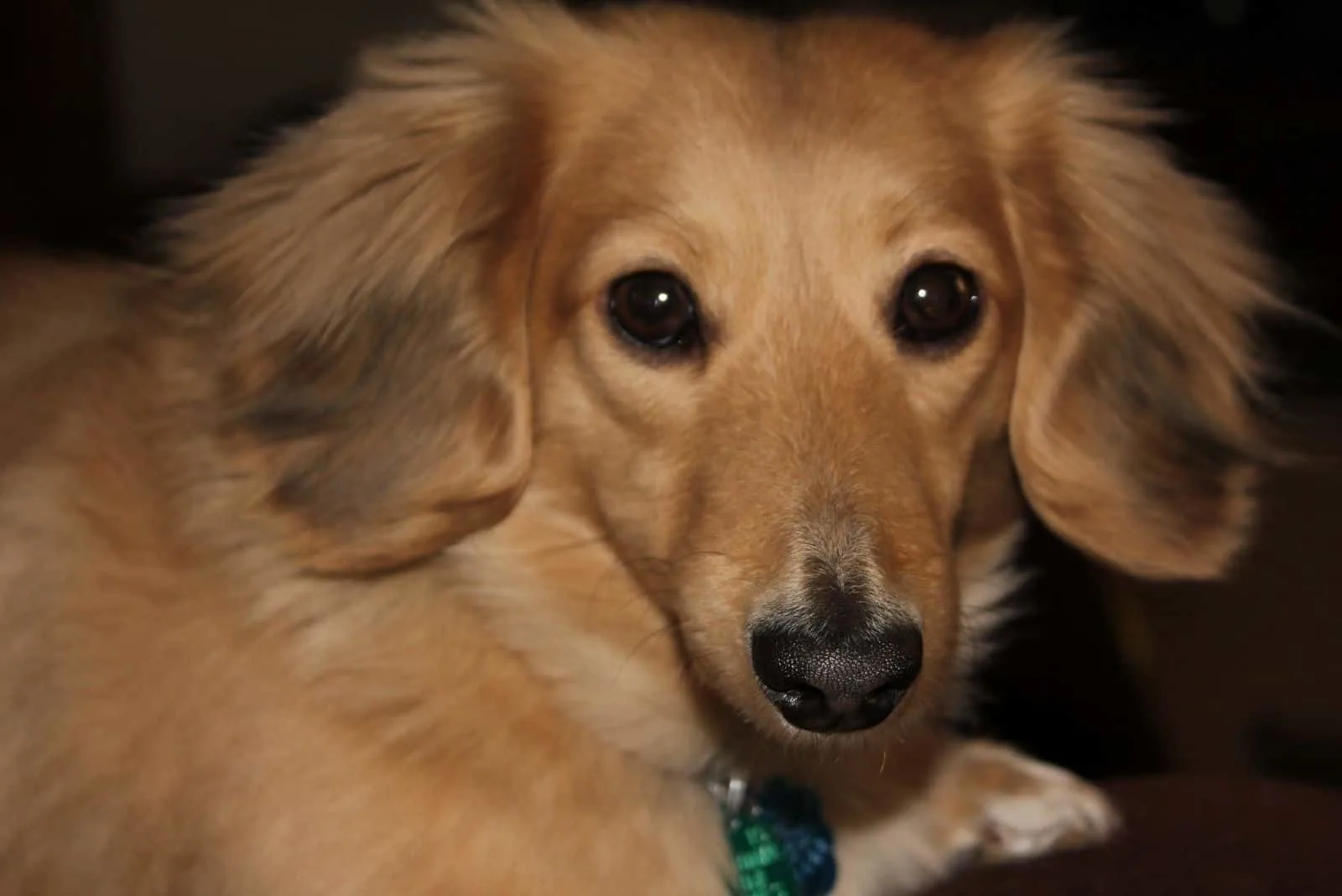 cropped image of a dog long haired cream dachshund