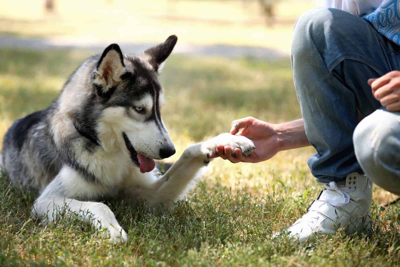 cropped image of a young man holding the a siberina husky outdoors