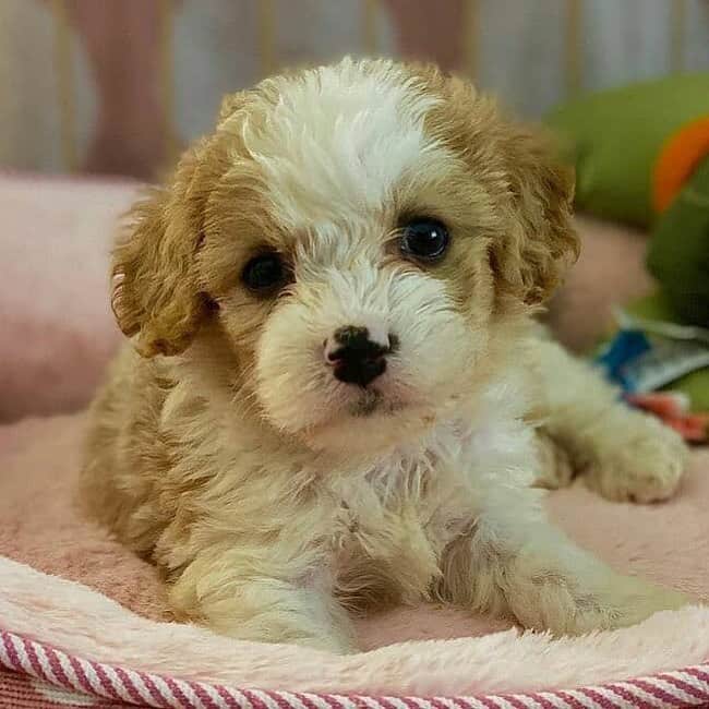 cute Cavapoochon at home