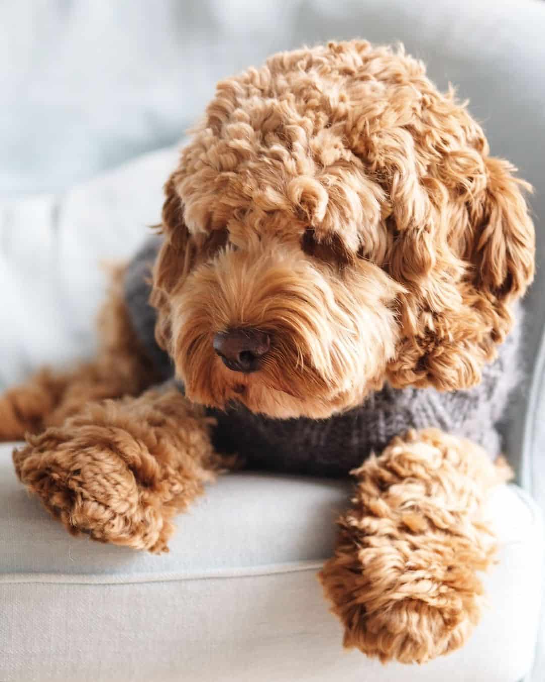 cute Cockapoo at home