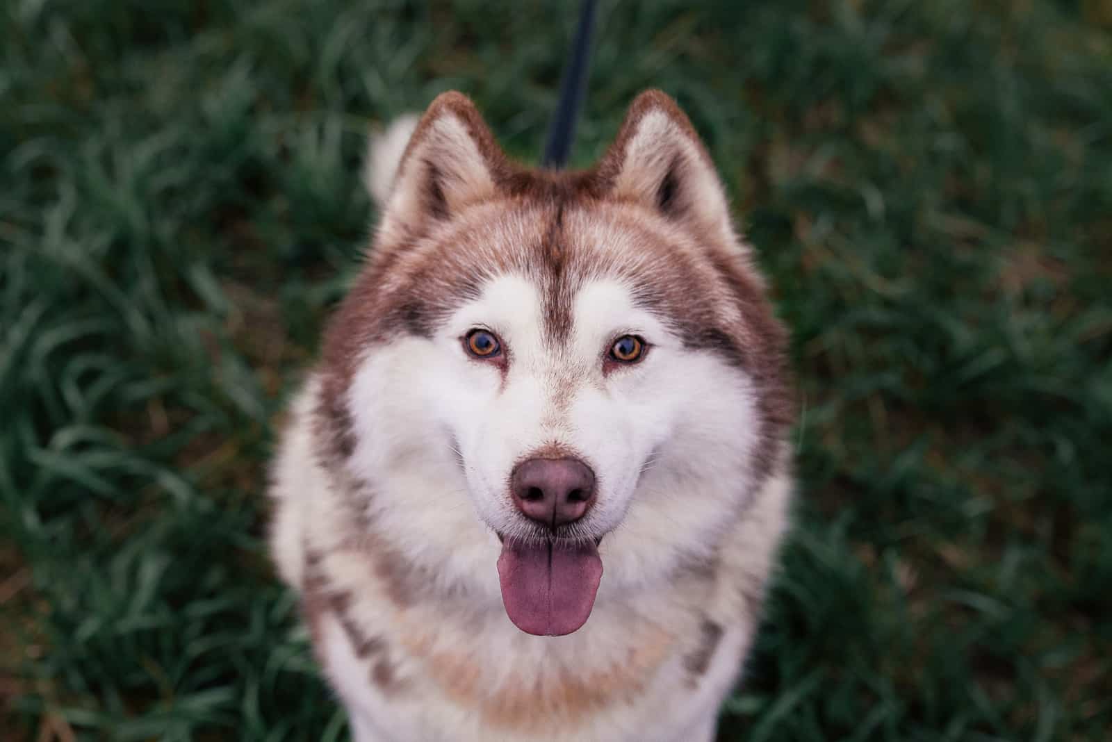 cute Siberian Husky standing outdoors