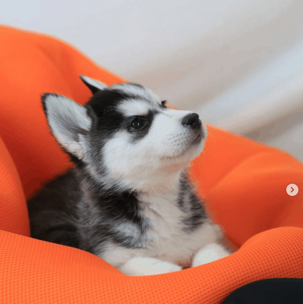 cute Teacup Husky