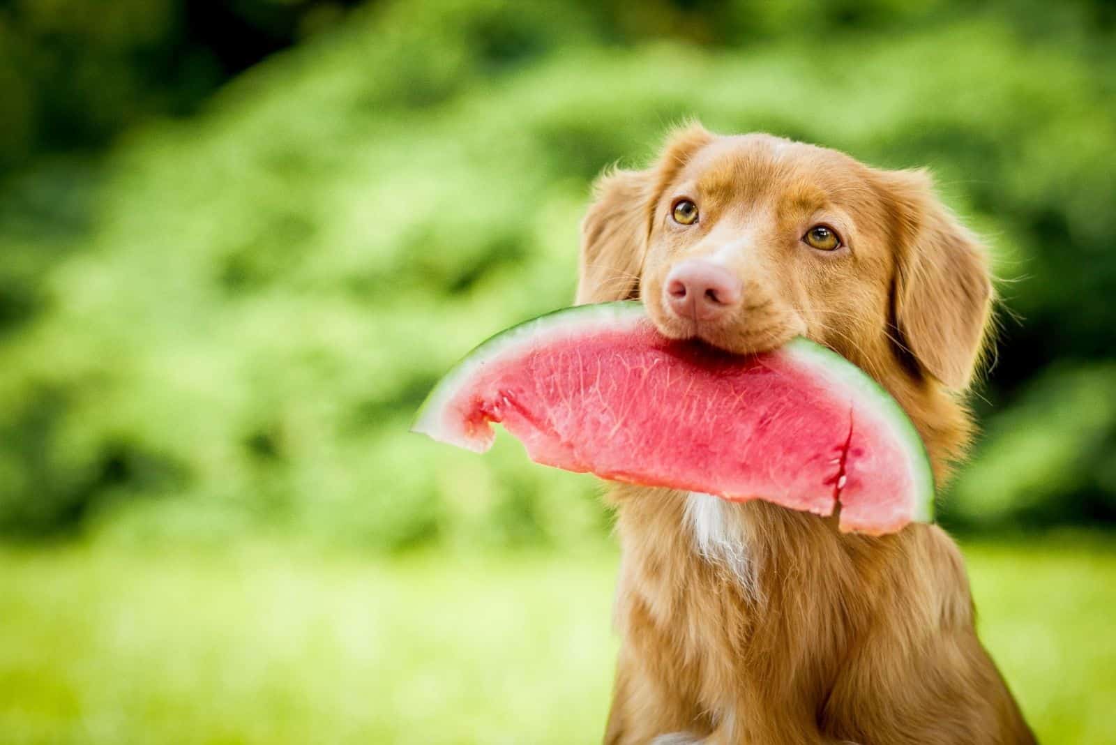 cute adorable mixed breed golden retriever holding watermelon in its mouth