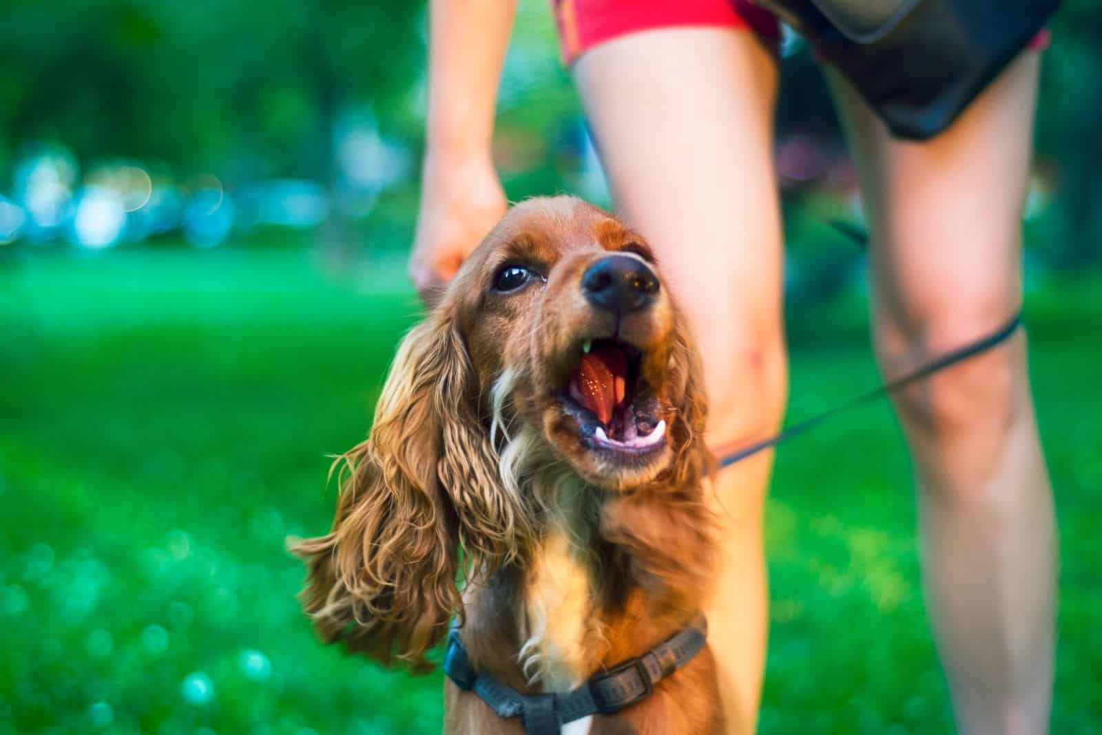 are cocker spaniels aggressive