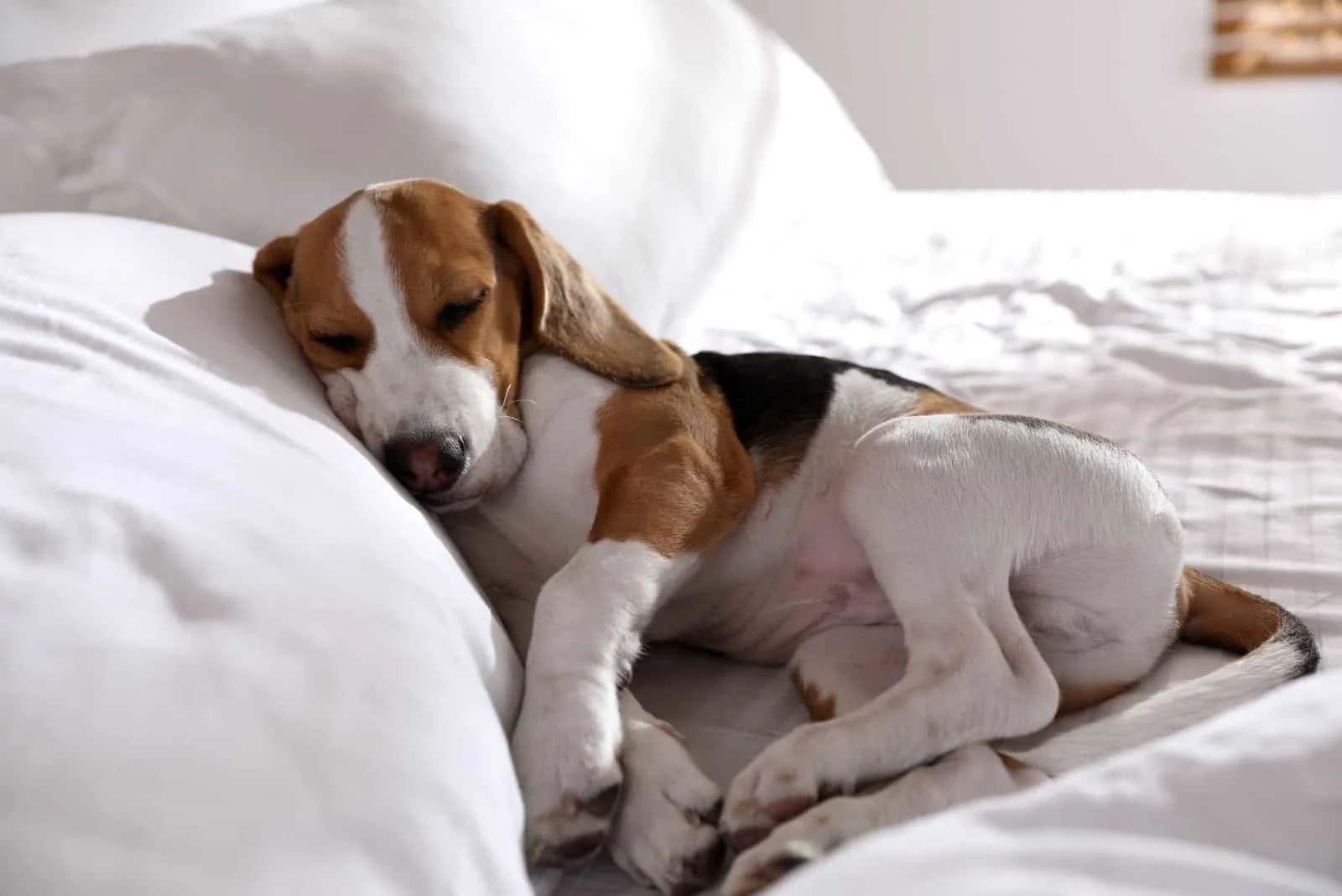 cute beagle sleeping comfortably in bed