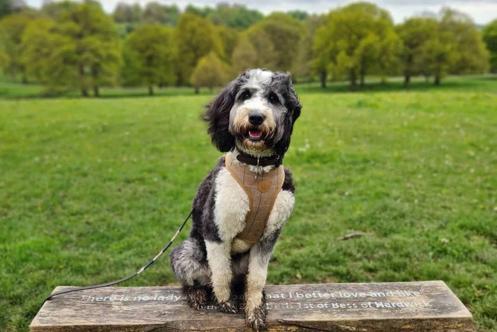 cute bernedoodle in park