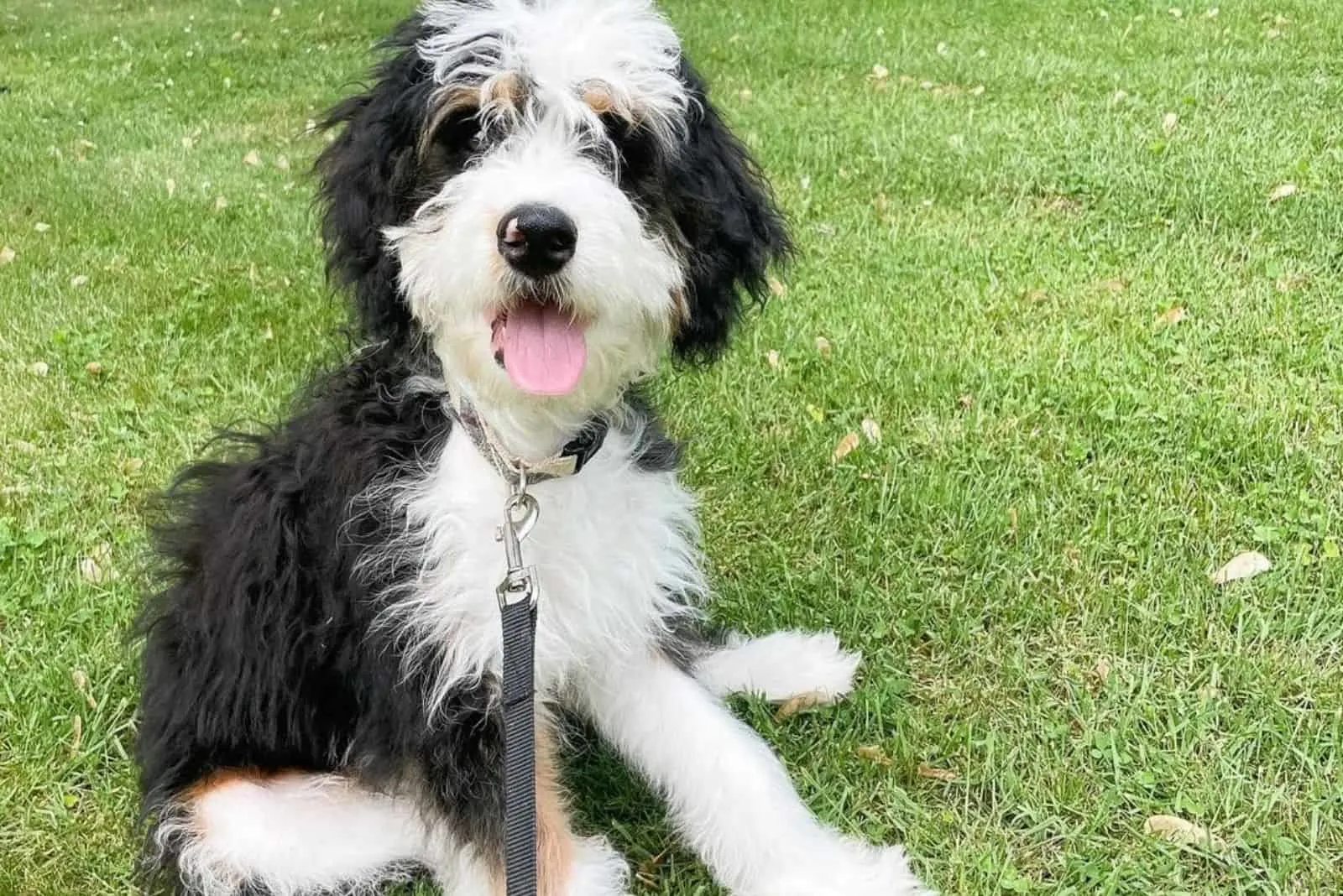 cute bernedoodle lying on the grass
