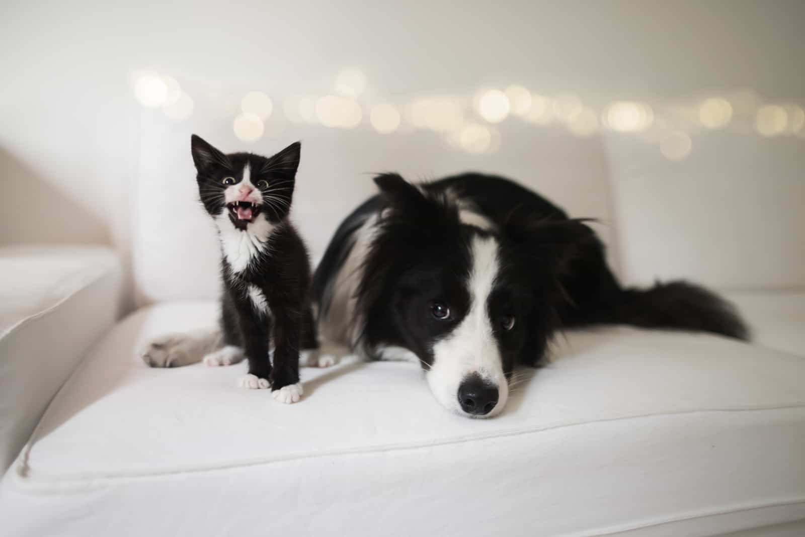 cute black and white adult border collie and little kitten