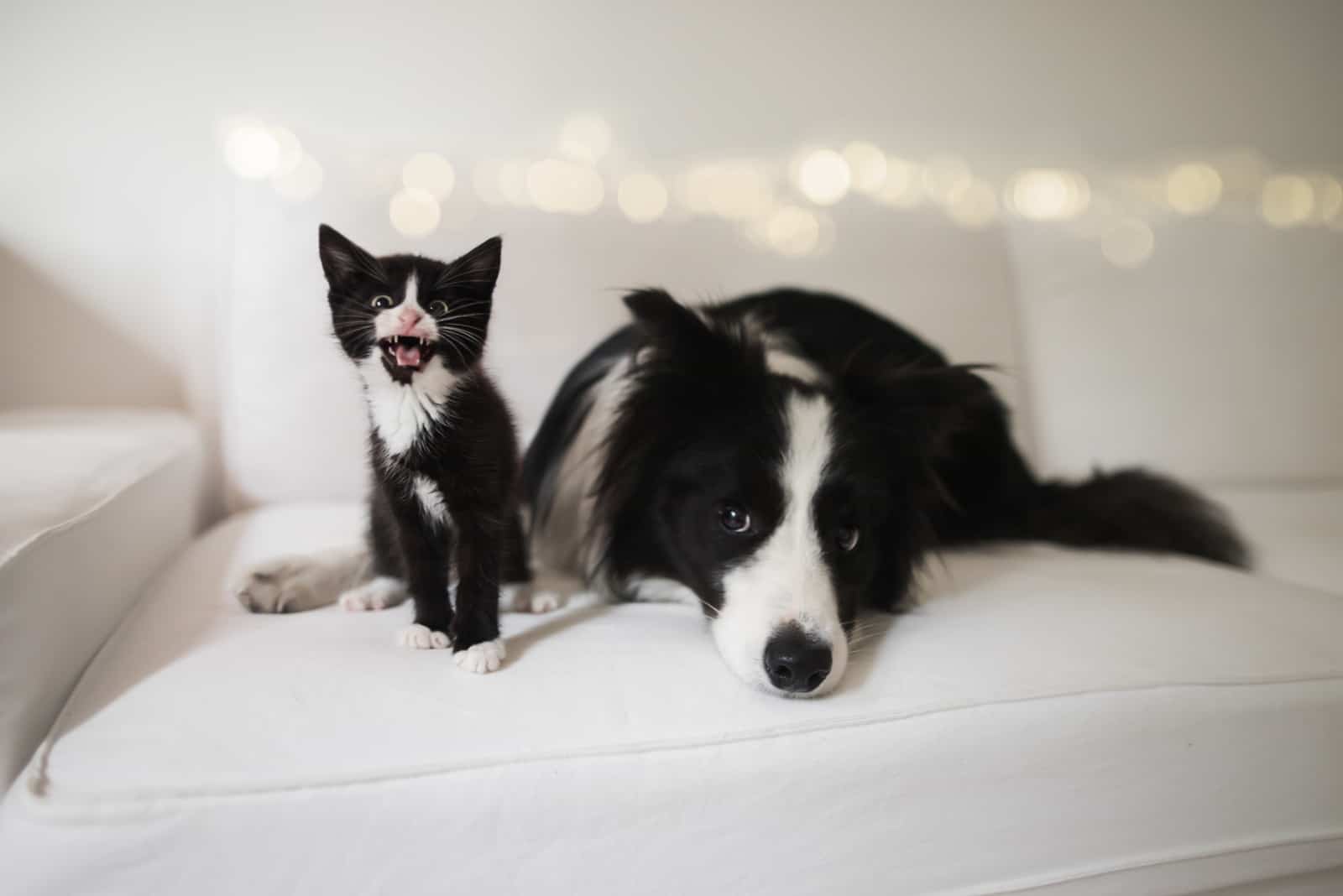 are collies safe with cats