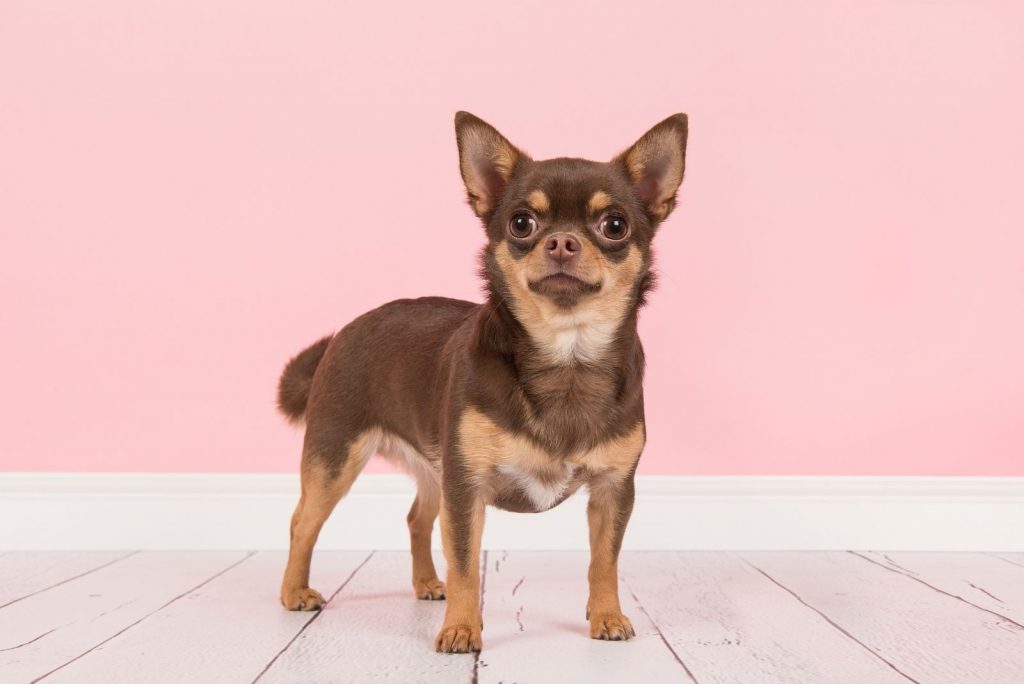 Do Chihuahuas Shed And How To Deal With Their Shedding