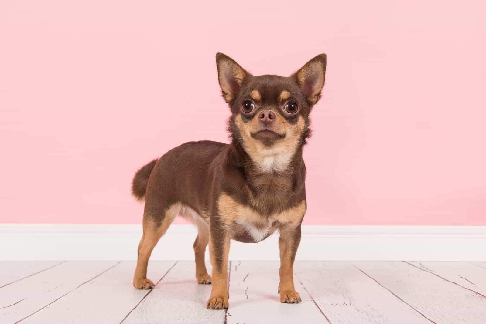 cute brown chihuahua standing against a cute pink background