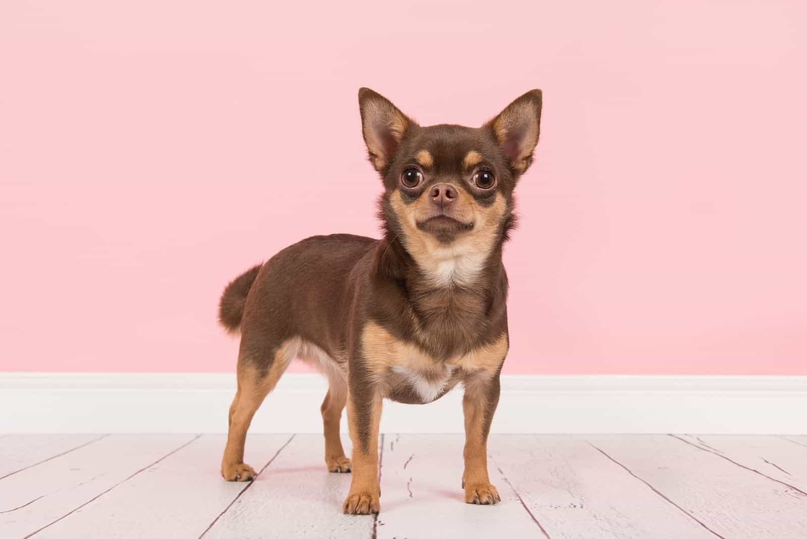 cute brown chihuahua standing against a cute pink background