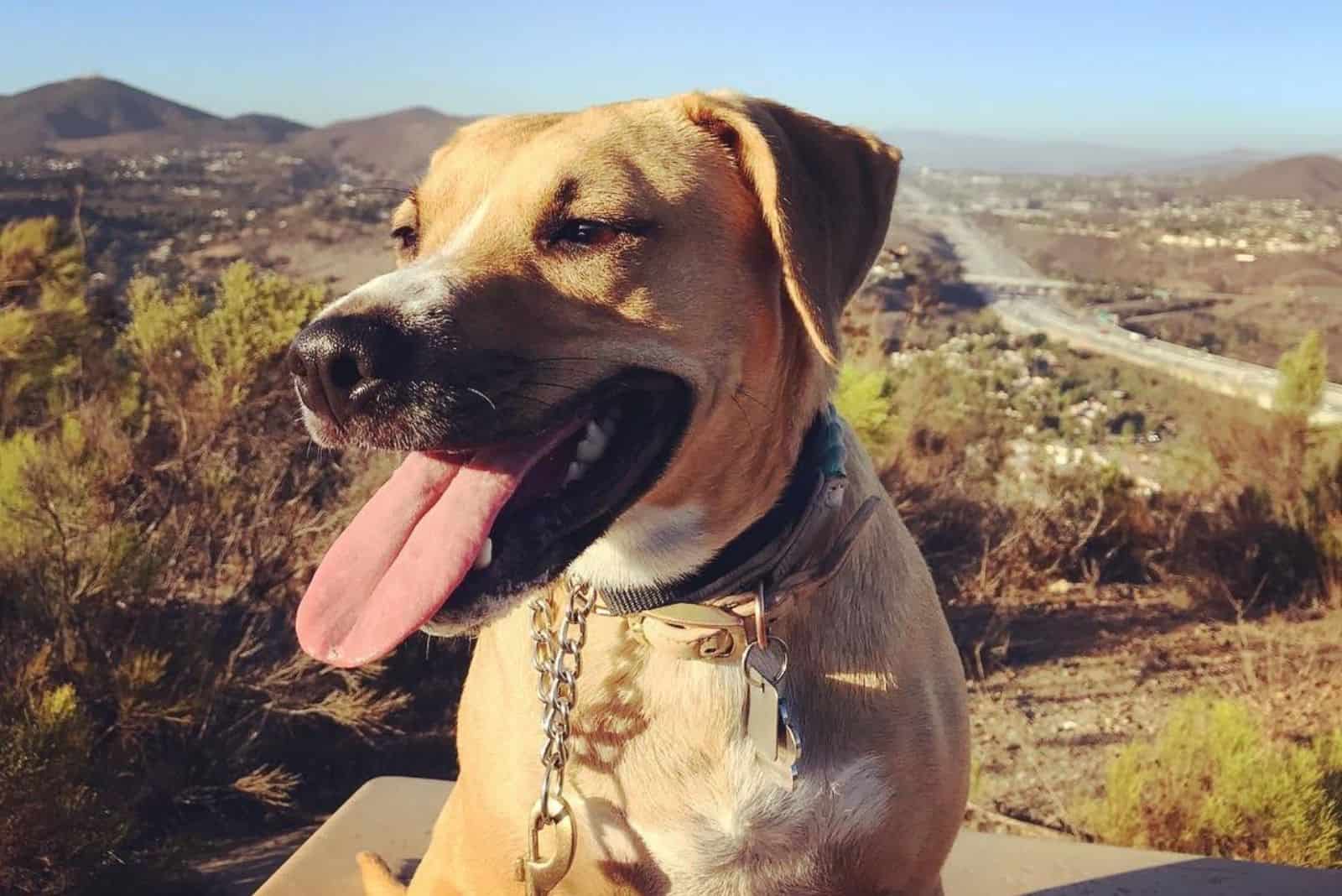 cute brown cur lab in nature