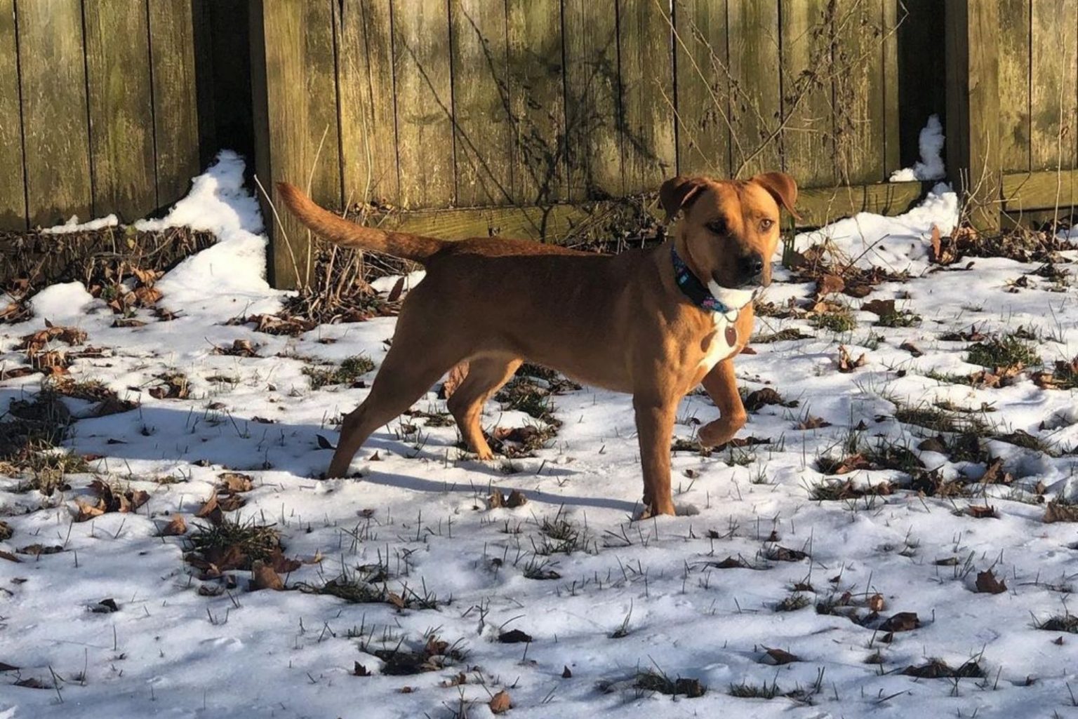 Black Mouth Cur Lab Mix A Complete Guide To A Designer Dog