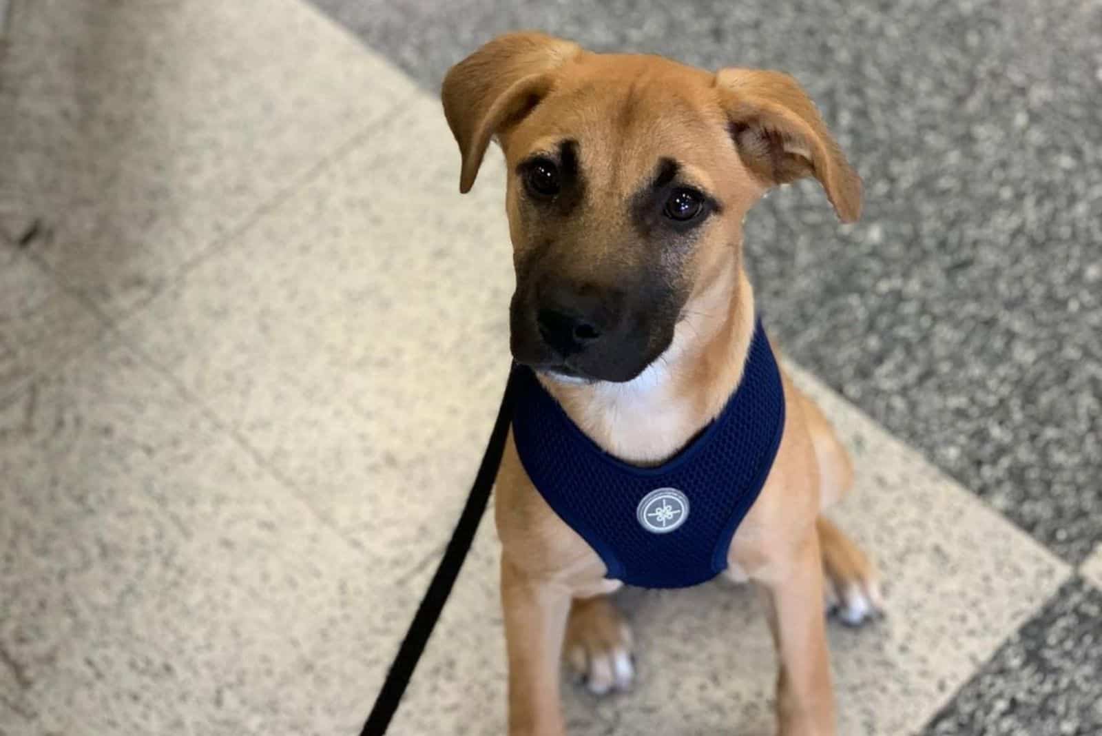 cute brown cur lab mix