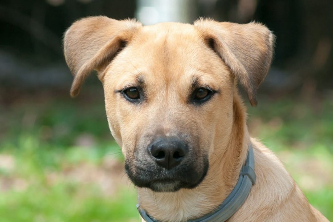 Black Mouth Cur Lab Mix A Complete Guide To A Designer Dog