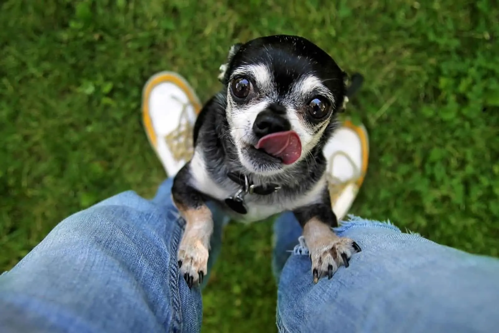cute chihuahua begging to be picked up licking its mouth