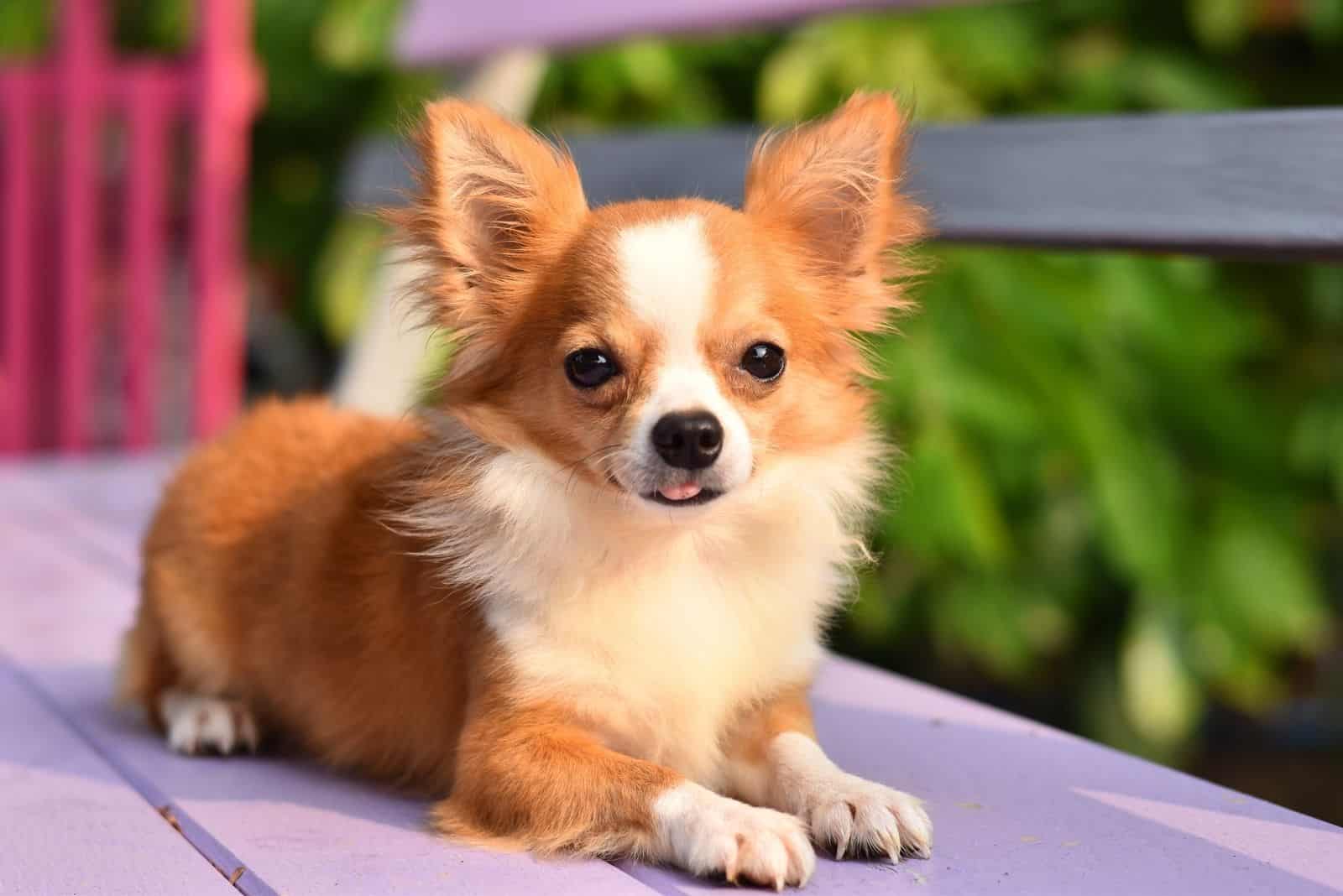 cute chihuahua dog sitting on the wooden floor