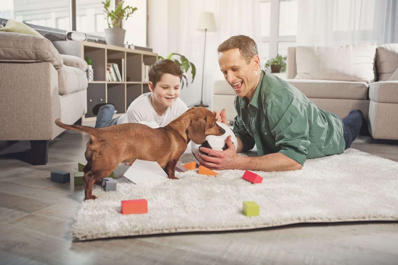 cute dachshund bringing ball to the kid and the man in the livingroom