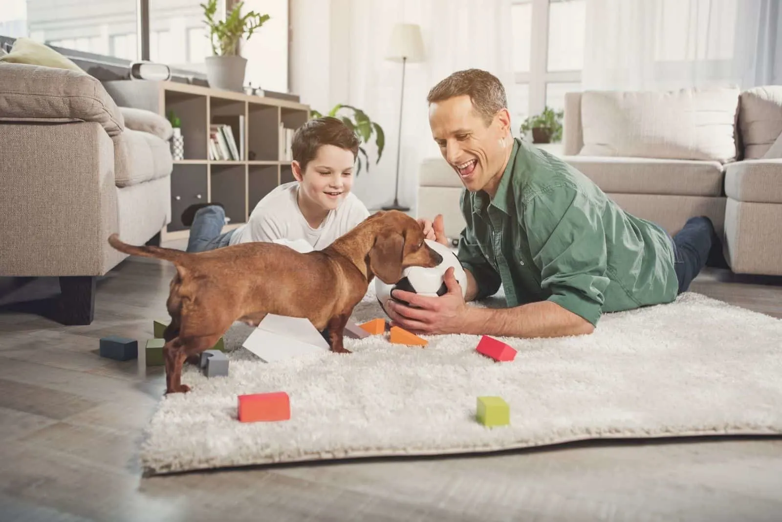cute dachshund bringing ball to the kid and the man in the livingroom