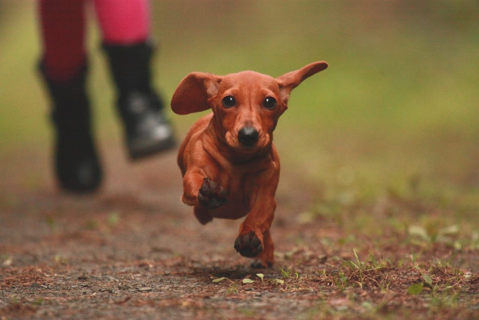 Are Dachshunds Aggressive? How To Cope With Such Behaviour