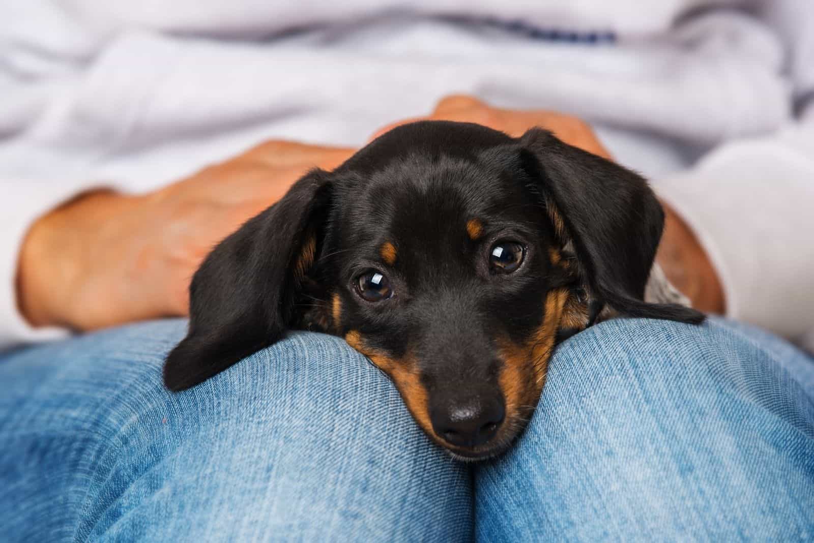cute dachshund lying down on human's knees