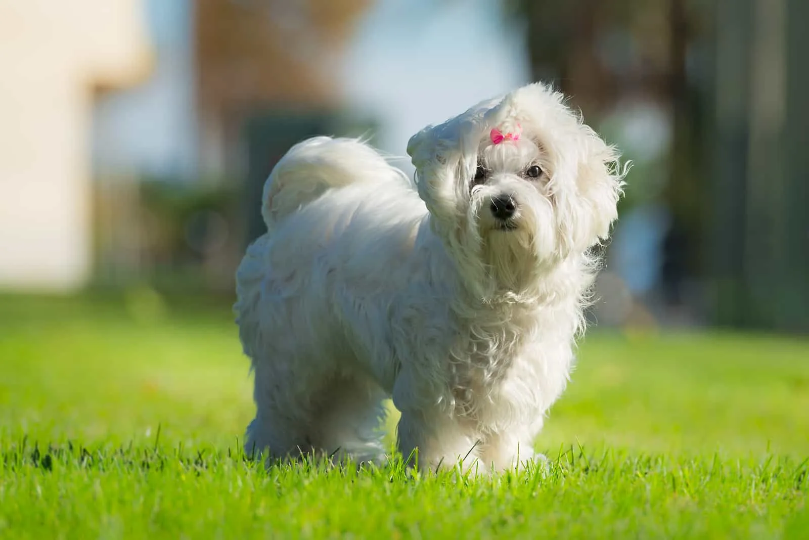 cute female maltese dog