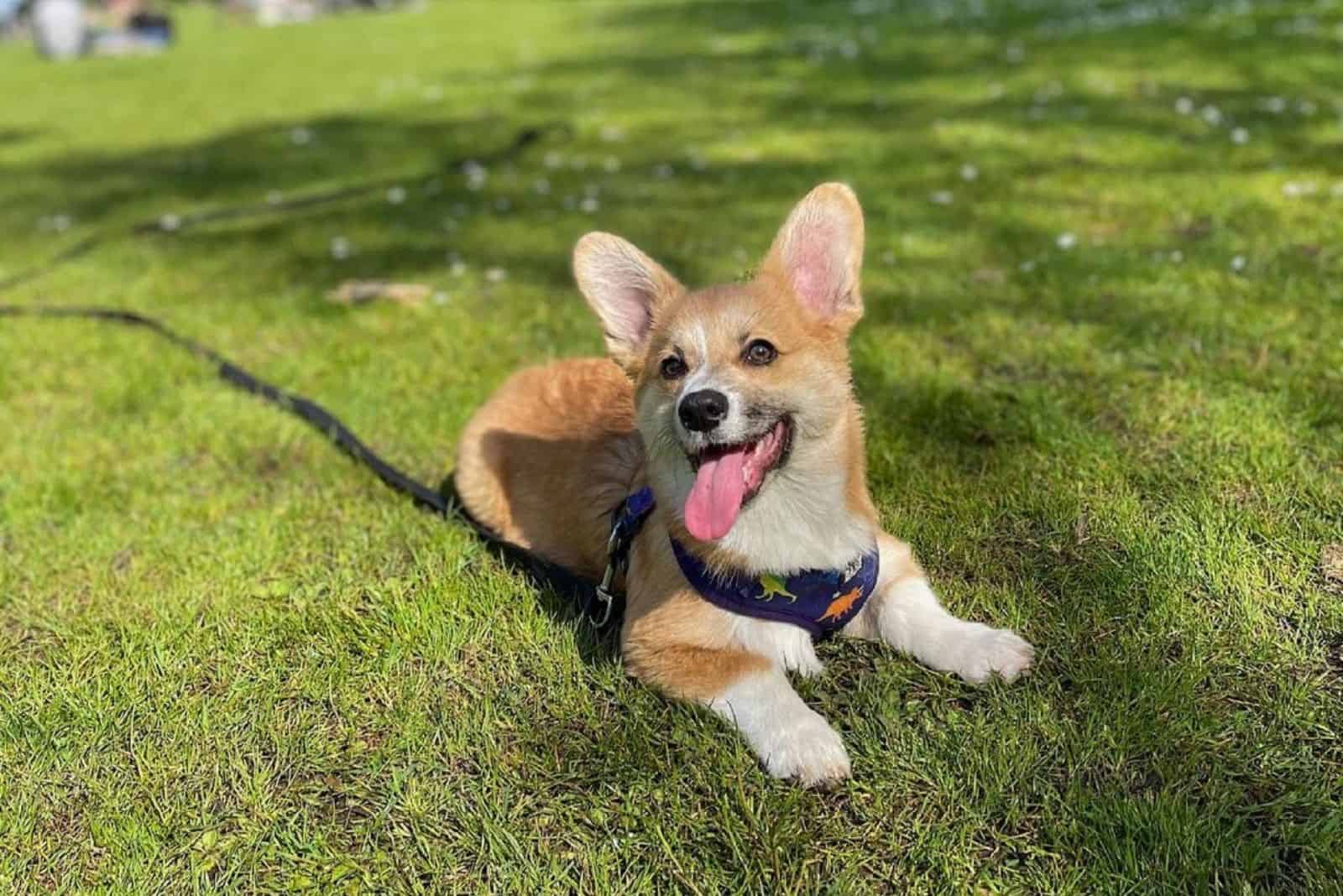 cute fluffy corgi lying on the grass