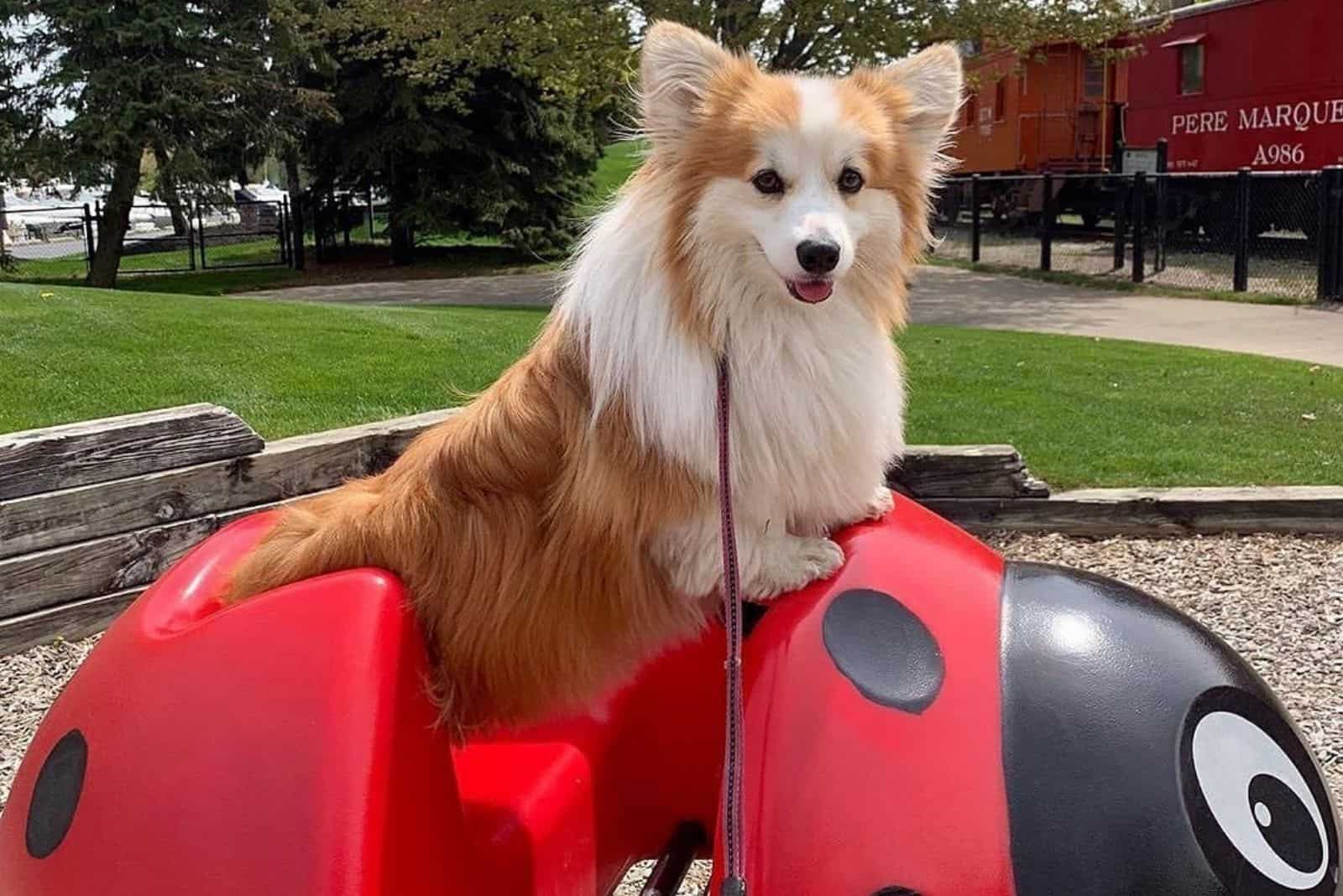 cute fluffy corgi playing in park