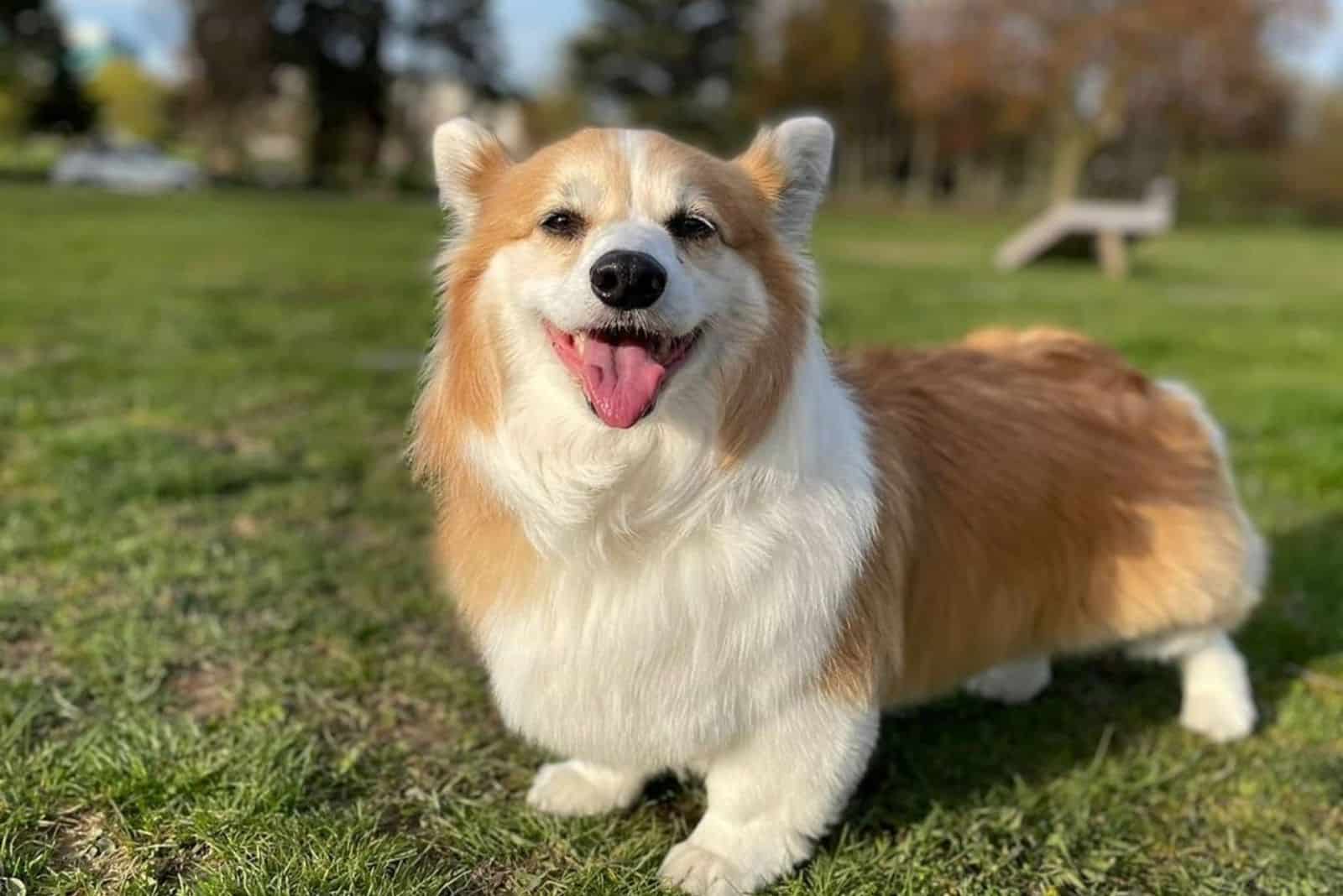cute fluffy corgi playing in the park