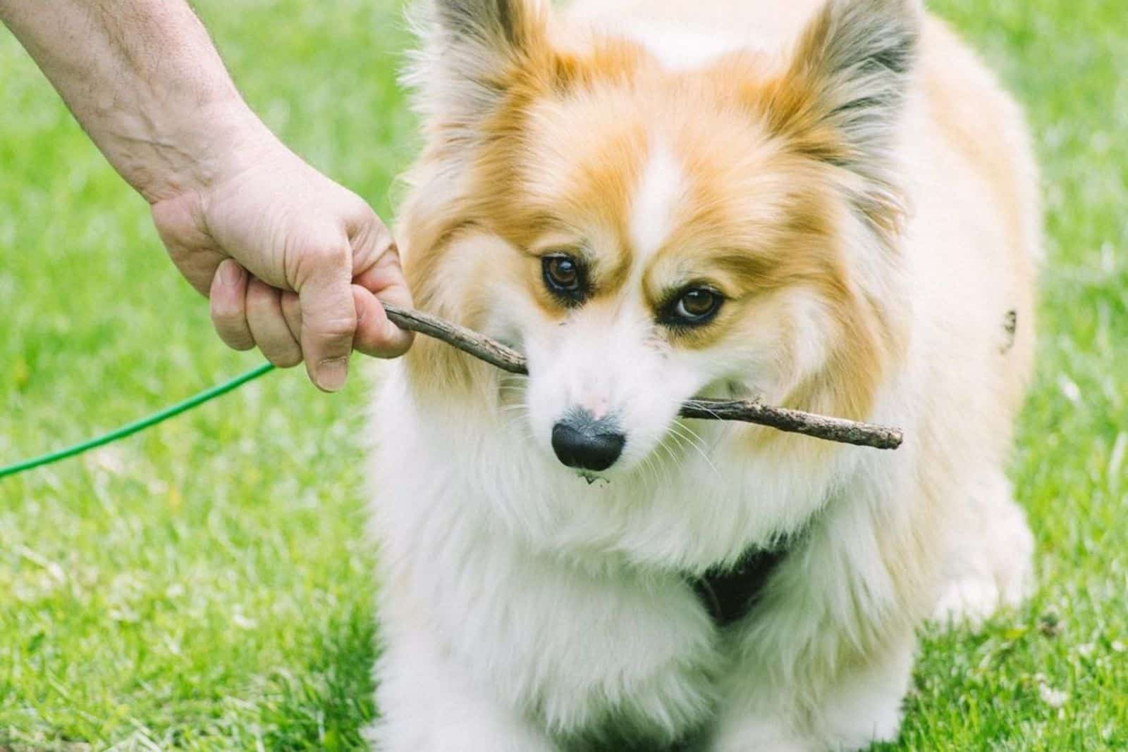 cute fluffy corgi training