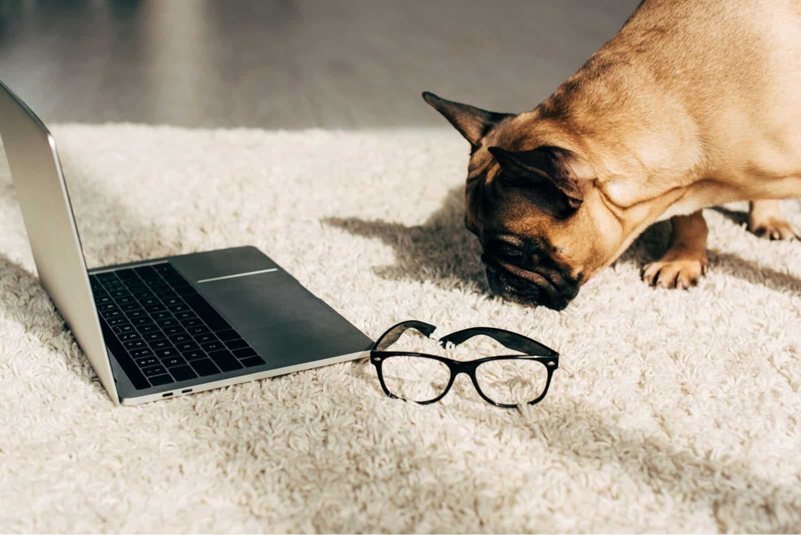 cute french bulldog smelling the carpet with a laptop and eyeglass near