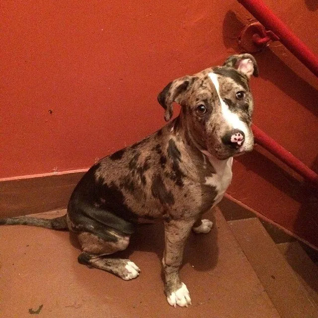 merle pitbull for sale 2021