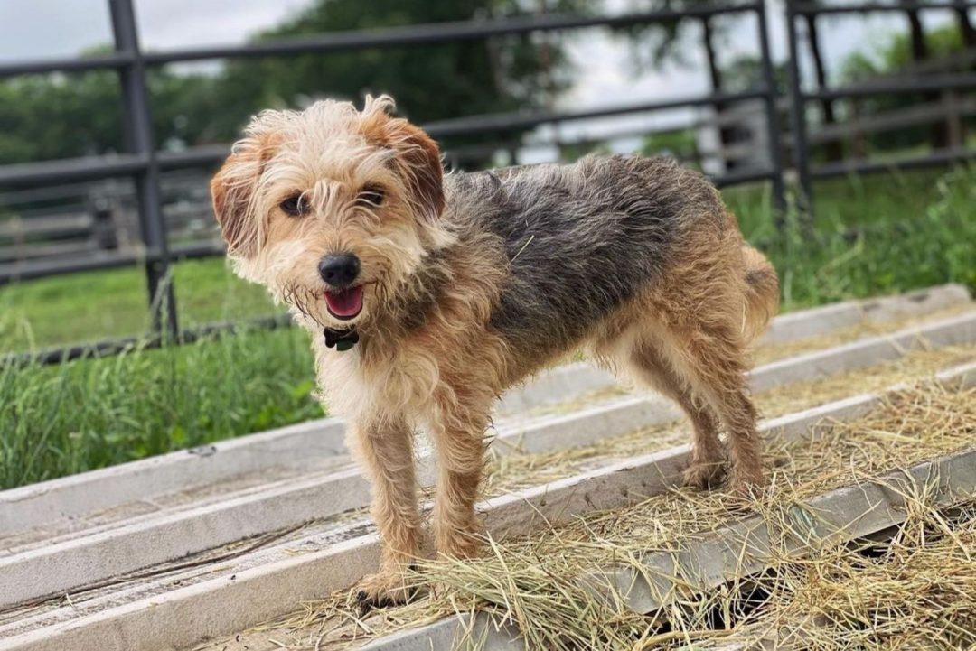 Beagle Poodle Mix A Dog That Will Melt Your Heart