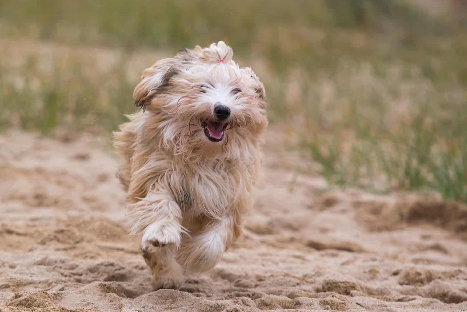 cute purebred havanese puppy dog