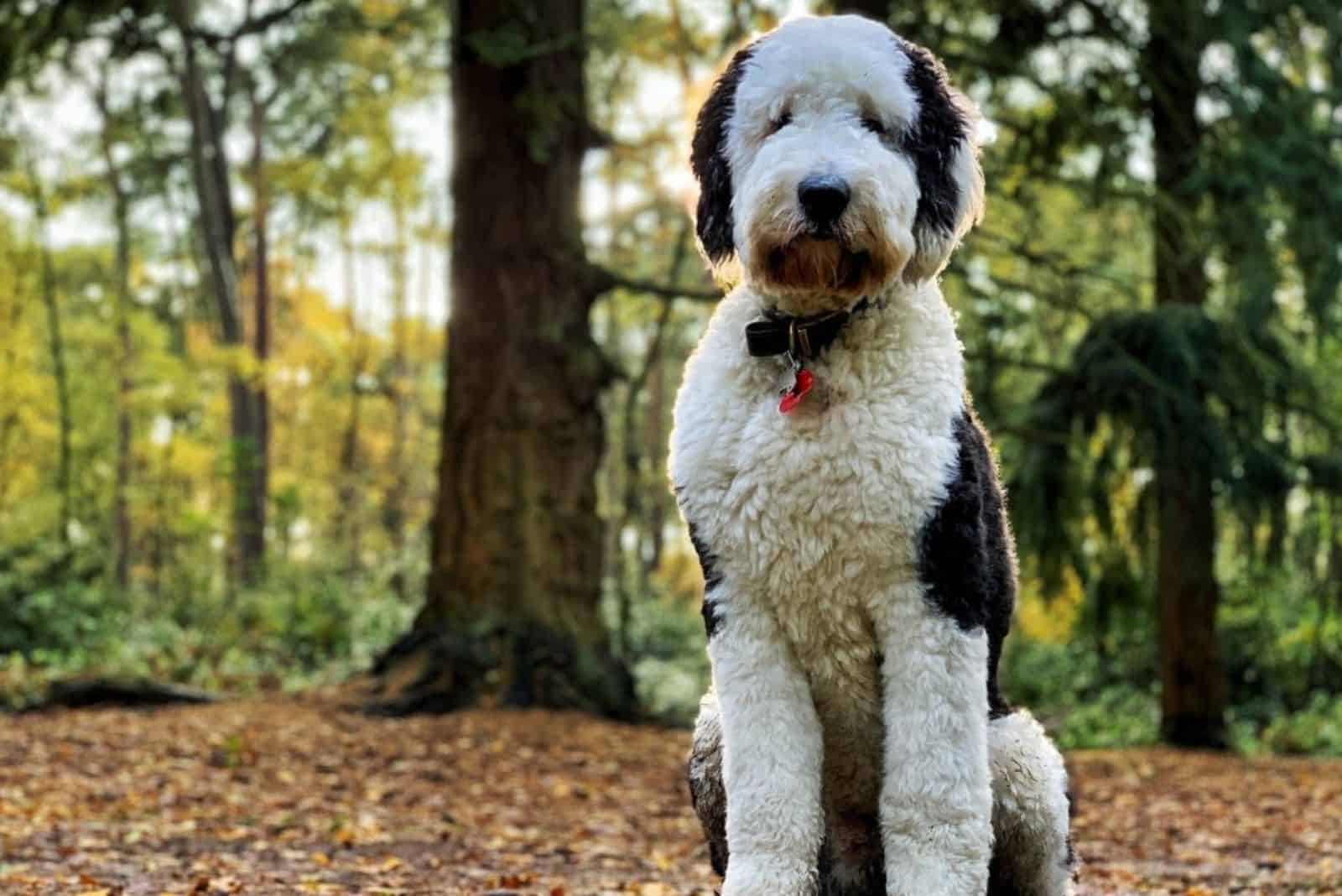 cute sheepadoodle in nature sitting