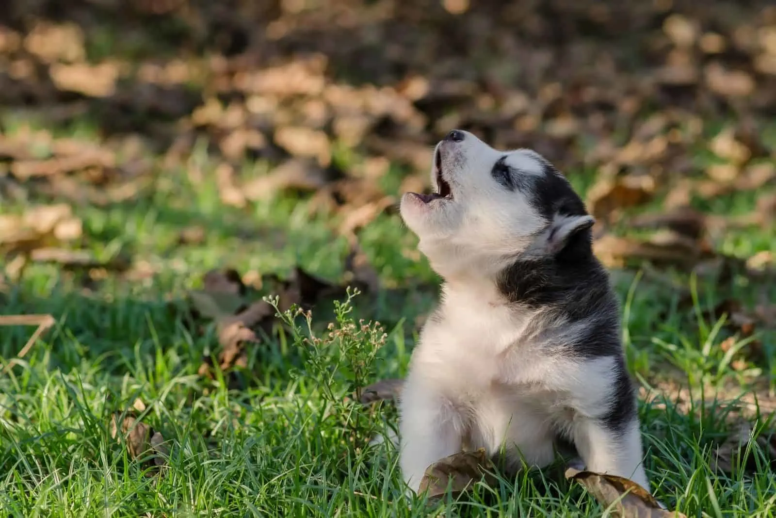 cute siberian husky howling outdoors in the forest 
