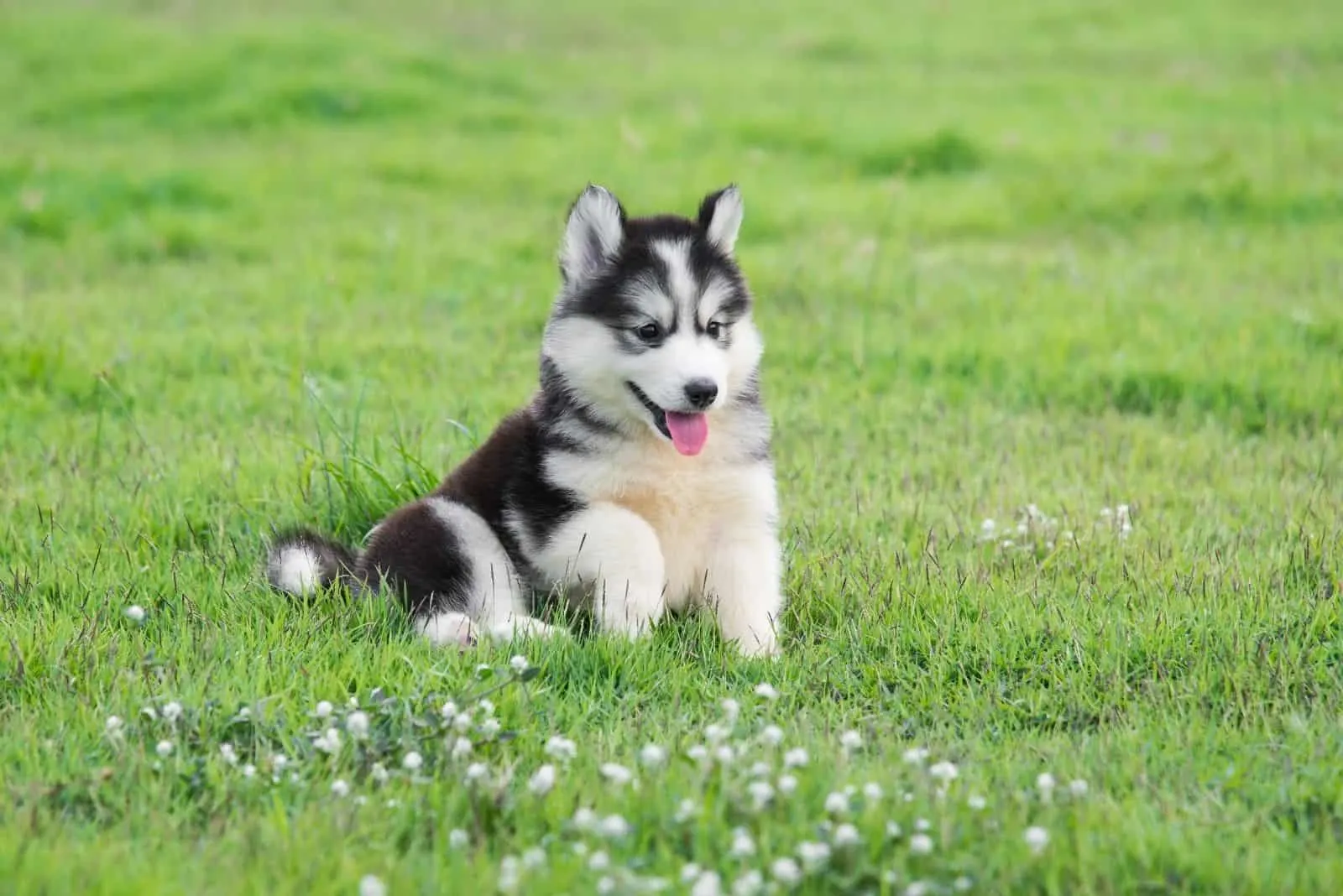 cute siberian husky playing on the grass lawn