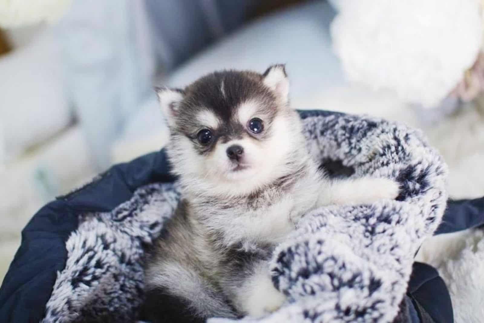 cute teacup pomsky at home resting