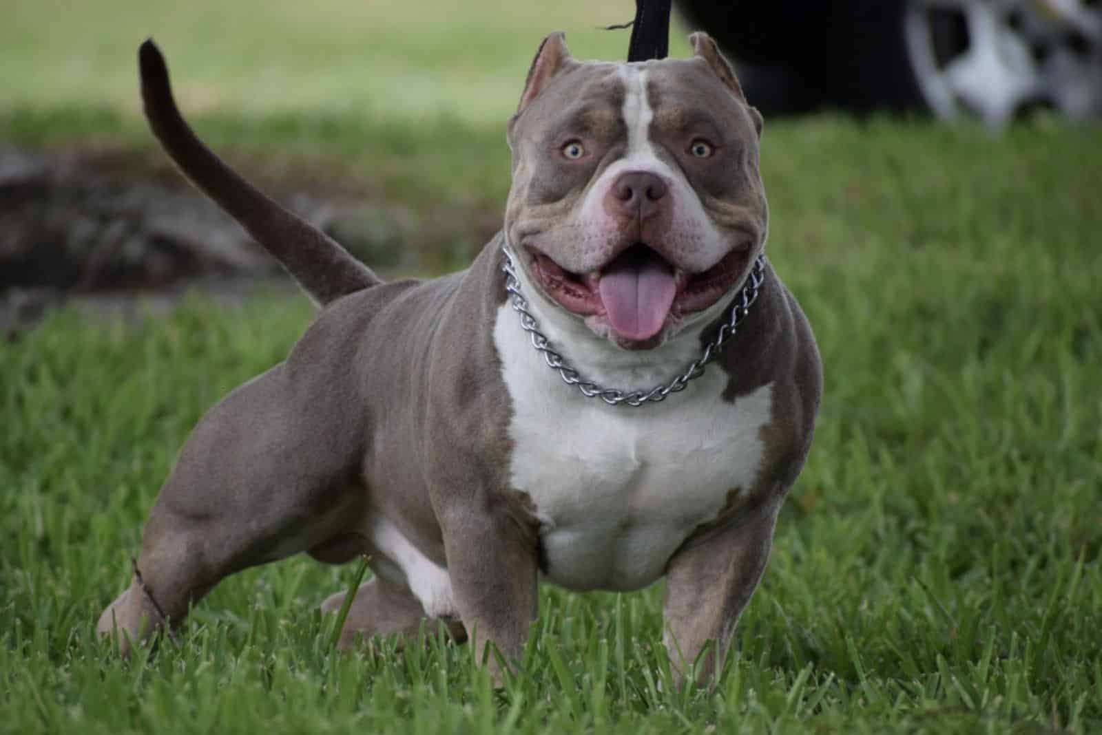 cute tri color pitbull