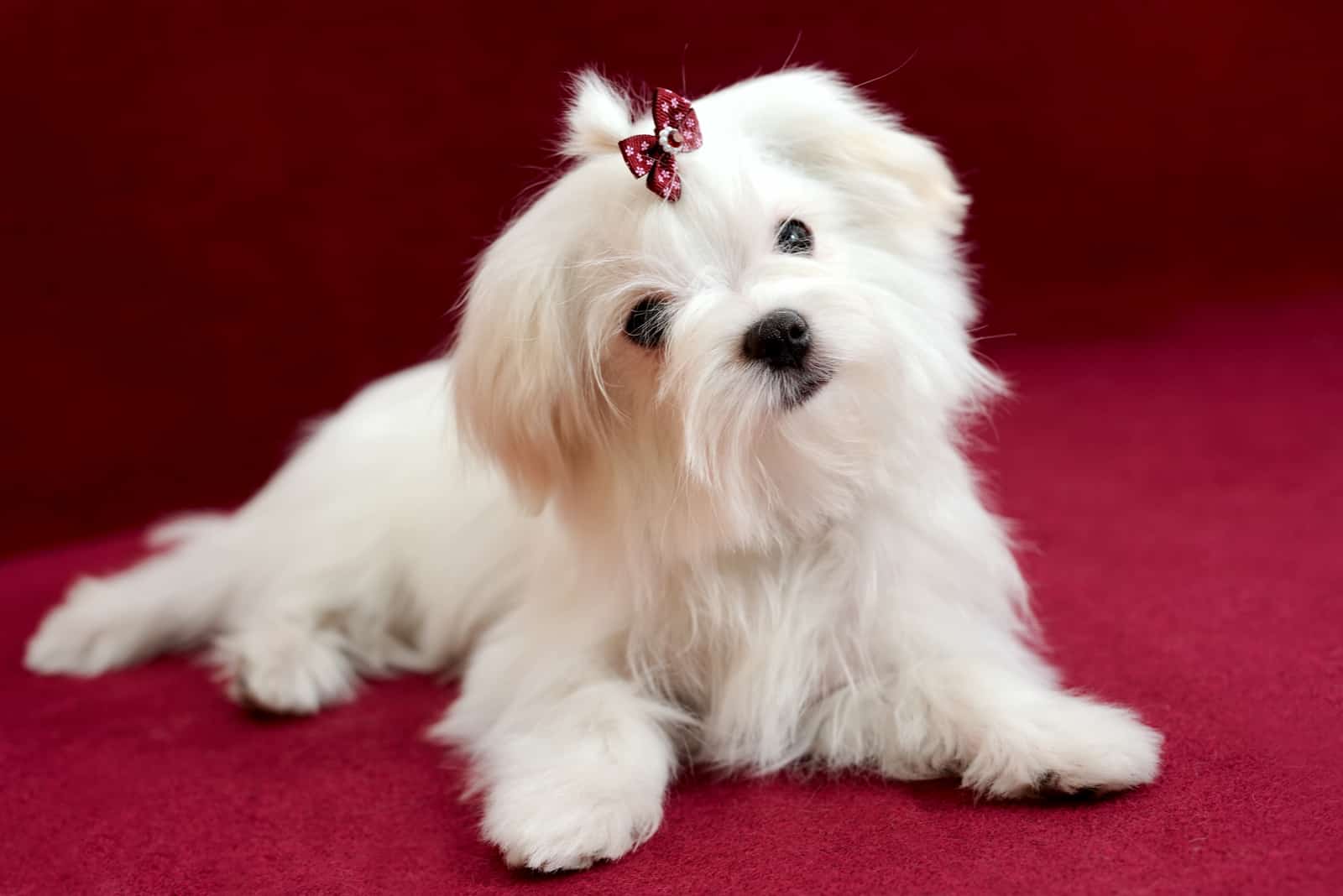 cute white long-haired Maltese girl