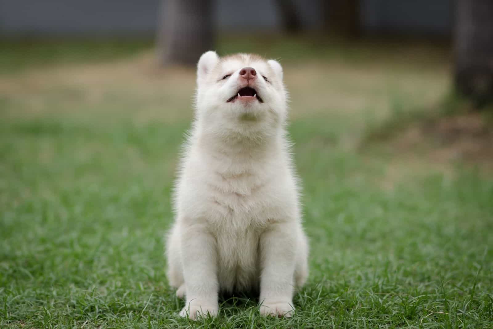 cute white siberian husky howling outdoors while sitting 
