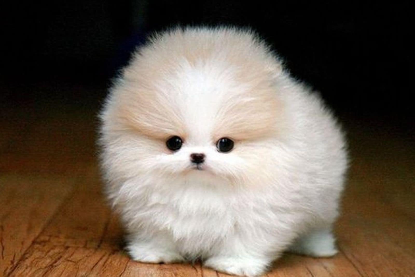 cute white teacup pomsky