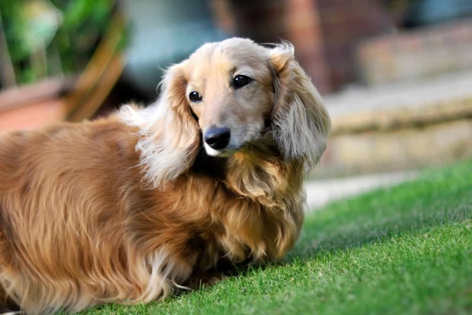 dachshund dog breed standing in the lawn