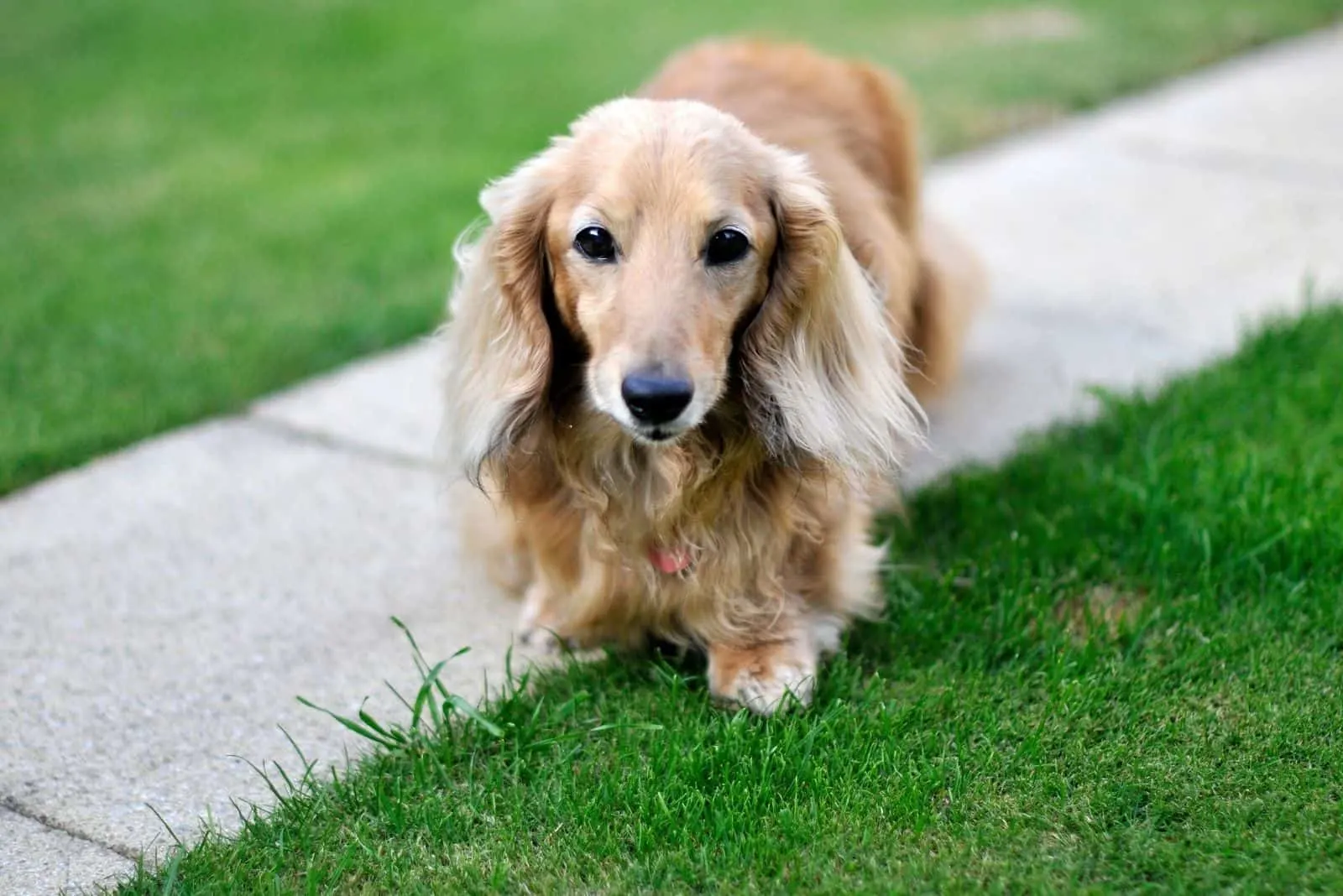 dachshund dog facing