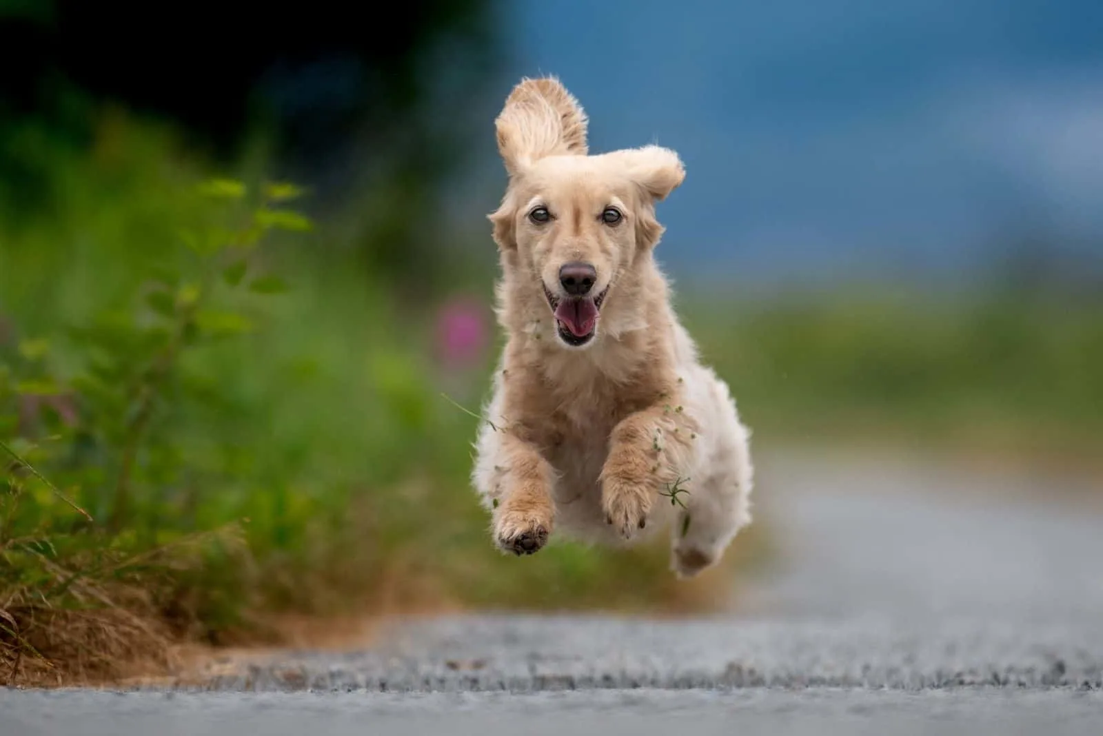 dachshund dog runs with no feet touching the ground
