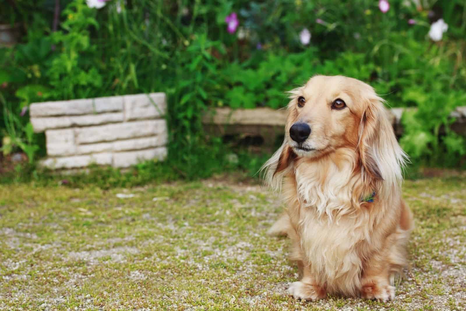 dachshund with long hair standing facing the camera 